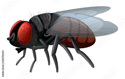 Housefly on white background
