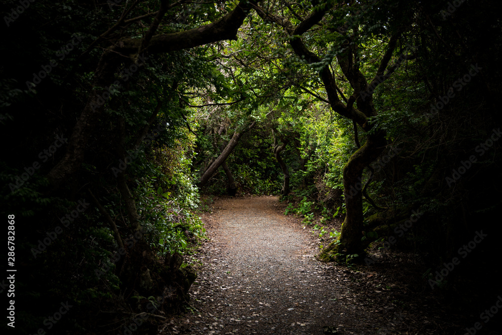 Trail Through Gnarly Overgrown Forest Trail Through Gnarly Overgrown Forest