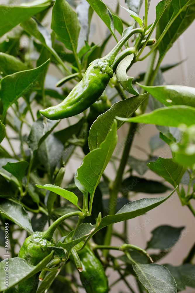 Green Shishito Pepper plants growing in a backyard garden (Capsicum annuum var)