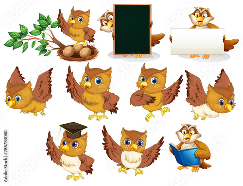 Brown owl in different poses on white background