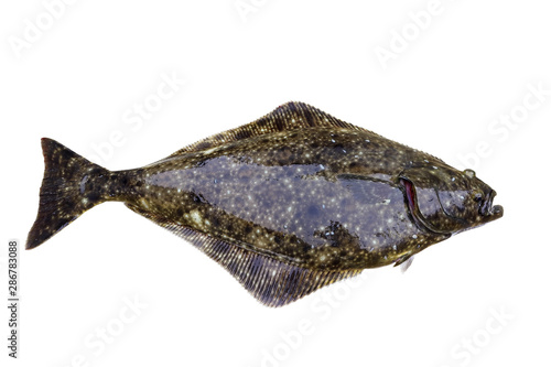 Alive Flatfish Pacific halibut (Hippoglossus stenolepis) isolated on white background.