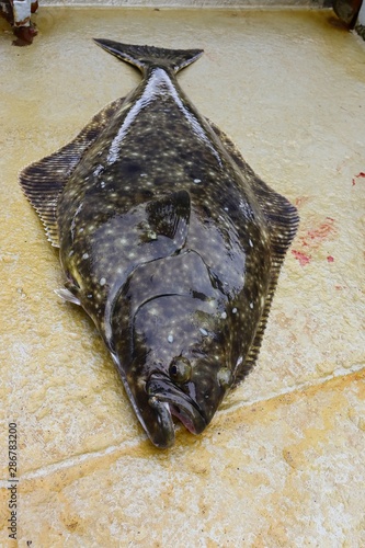 Alive Flatfish Pacific halibut (Hippoglossus stenolepis) on the boat deck.