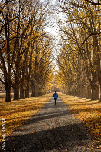 Autumn Trees sunrise with person on road, Uralla, NSW, Australia