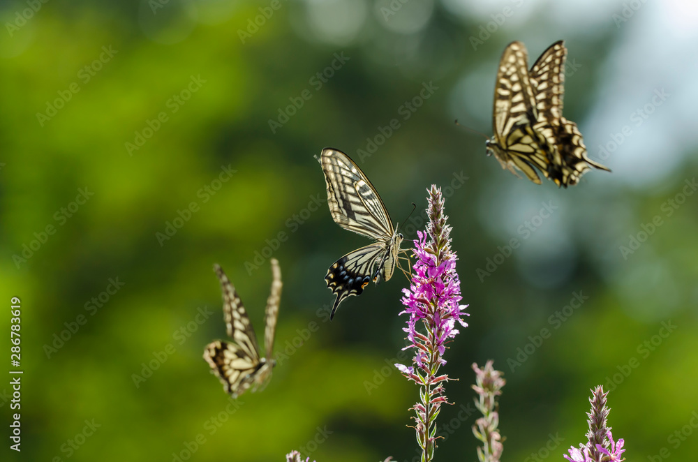 three swalltails butterflies on a flower three swalltails butterflies on a flower