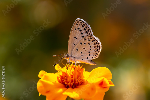 A butterfly on a flower © gabee-in