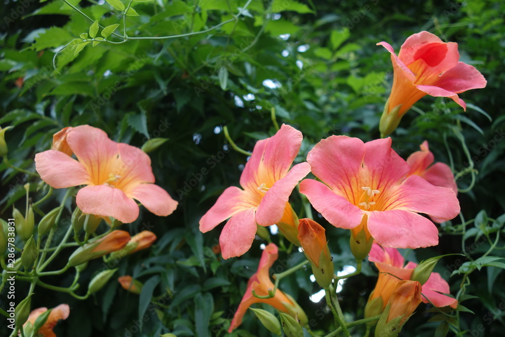 Fototapeta premium オレンジのノウゼンカズラの花