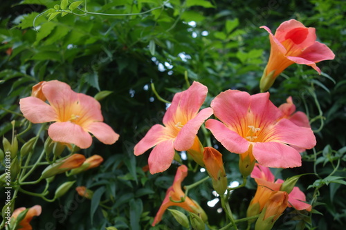 オレンジのノウゼンカズラの花