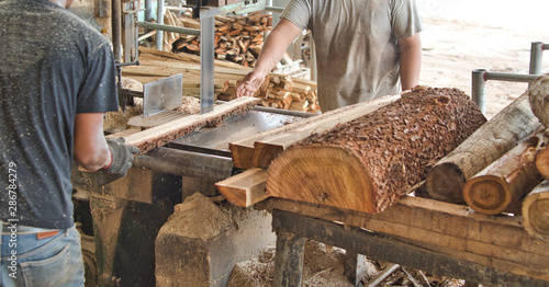 Carpenter cutting woods and logs with band saw in wood factory or sawmill into pieces. Wood industry concept. photo