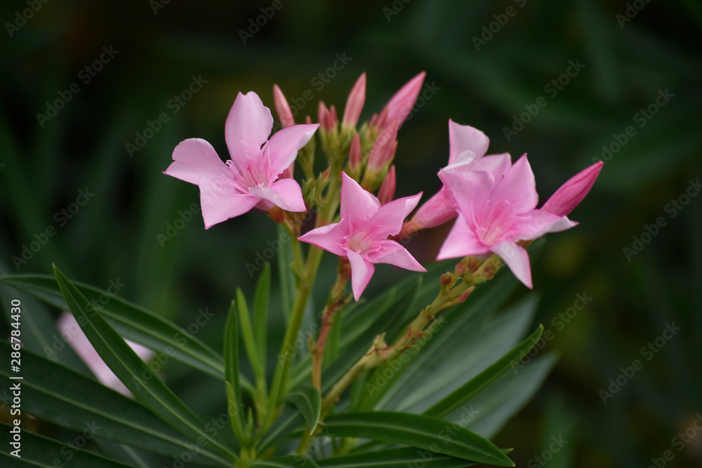 beautiful flower In the backyard is refreshing beautiful flower In the backyard is refreshing