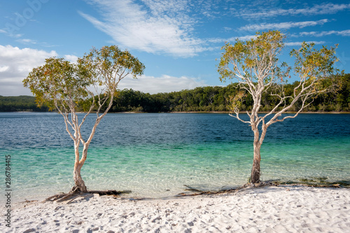 Fototapeta Naklejka Na Ścianę i Meble -  Tree with blue water and white sand at lake McKenzie Fraser Island Queensland australia
