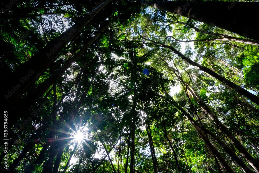 Obraz premium Rainforest at Fraser Island Kgari with tall trees Queensland australia