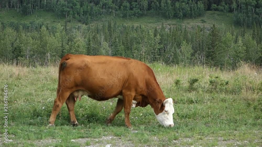 cow in a field cow in a field