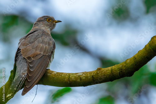 African Dove