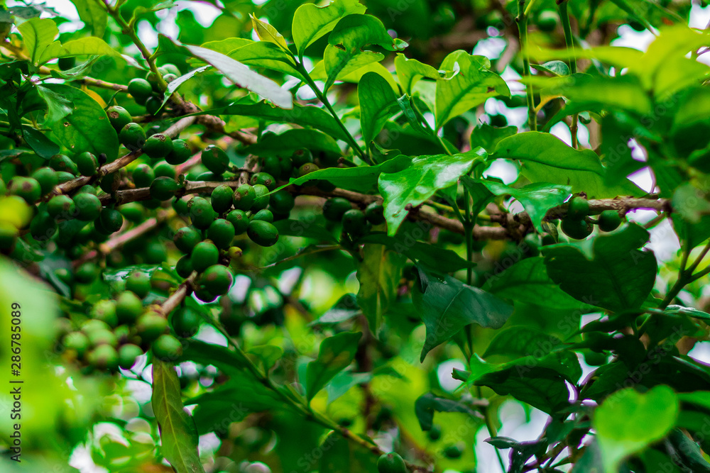Green Coffee Beans