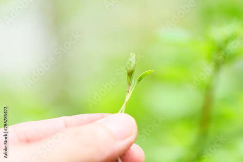 Hand holding of sapling young plant growth on neutral green background - Agriculture little plant seeding growing for planting on soil in the garden