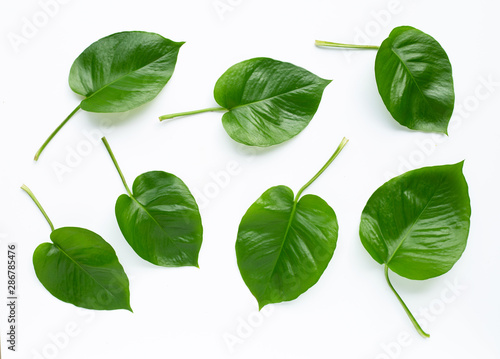 Green heart leaves philodendron on white