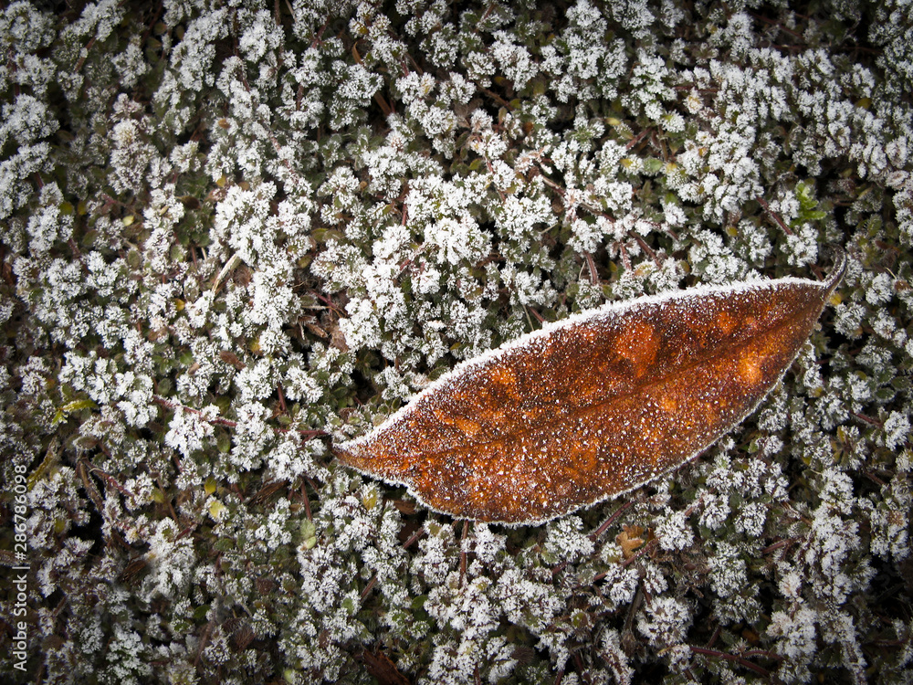 Single Fall Leaf In Frost