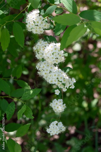 Flowering branch of white Spirea (lat. Spiraea) among the foliage. Vertical shot.