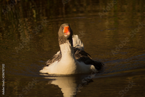 rbs goose in water photo