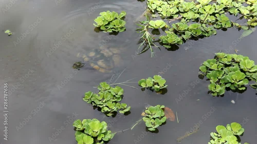 Shoal of baby fish with turtle Shoal of baby fish with turtle