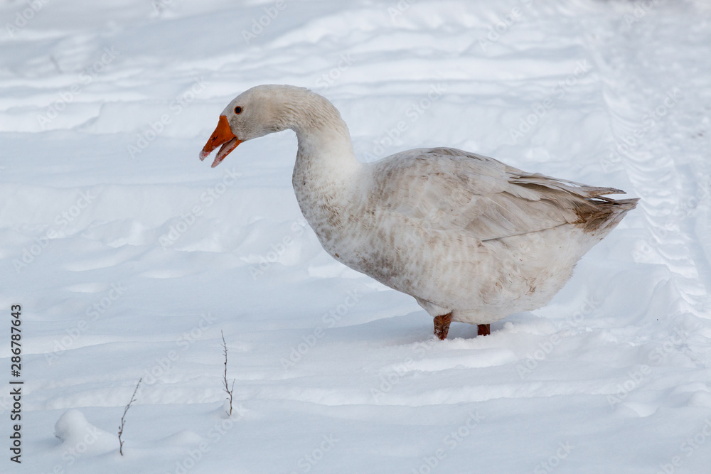 Geese walk on the snow Geese walk on the snow