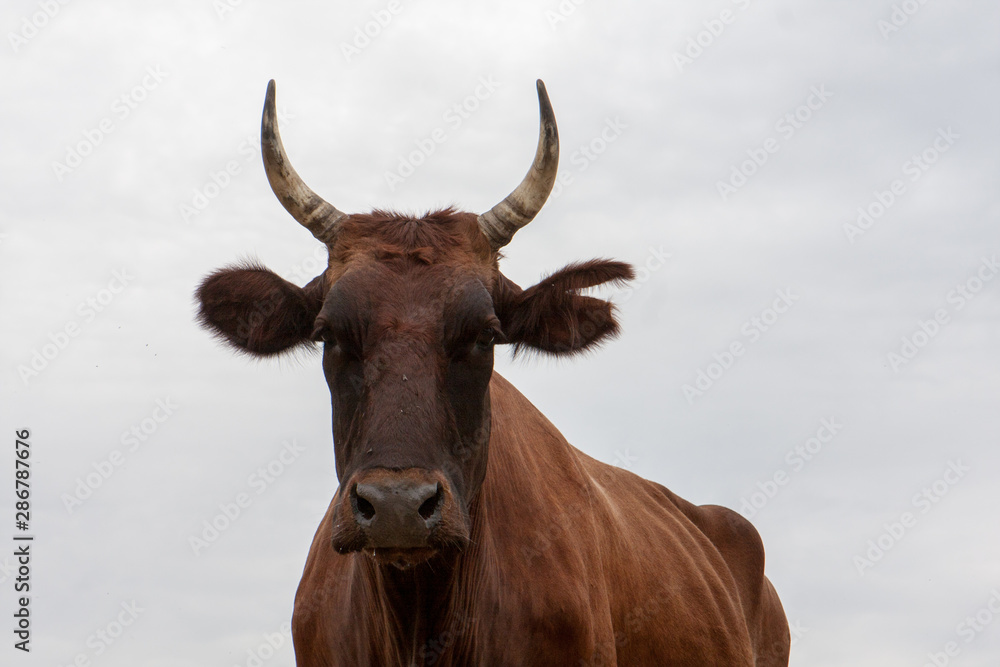 Cow in pasture Cow in pasture