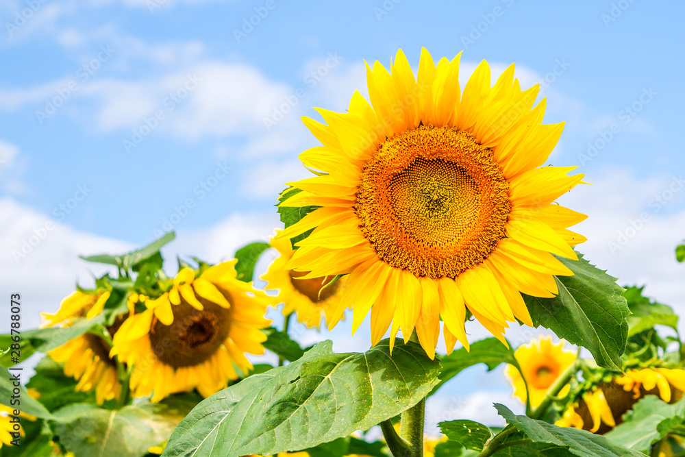 Sunflowers are blooming in a field at early fall