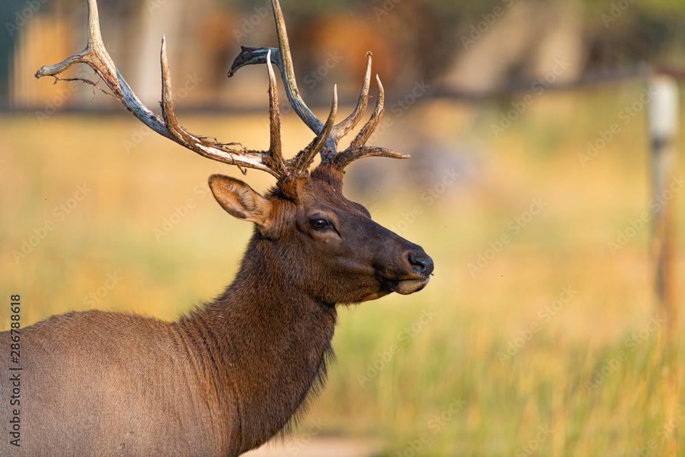 Bull Elk Bull Elk