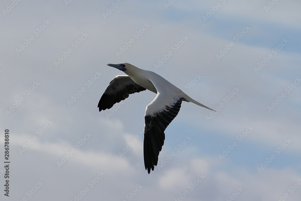 Red-footed Booby (Sula sula) bird flying on cloudy sky background. Marine bird in natural habitat. North Pacific ocean. Red-footed Booby (Sula sula) bird flying on cloudy sky background. Marine bird in natural habitat. North Pacific ocean.