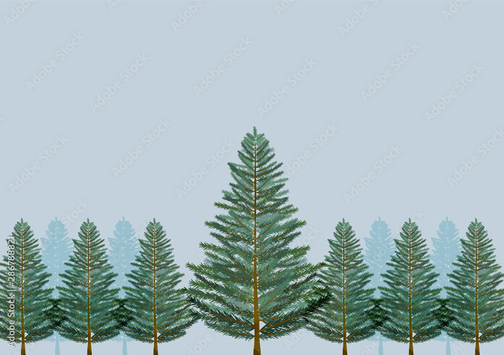 クリスマス　背景　もみの木　大木　樹木　木　林　森　針葉樹