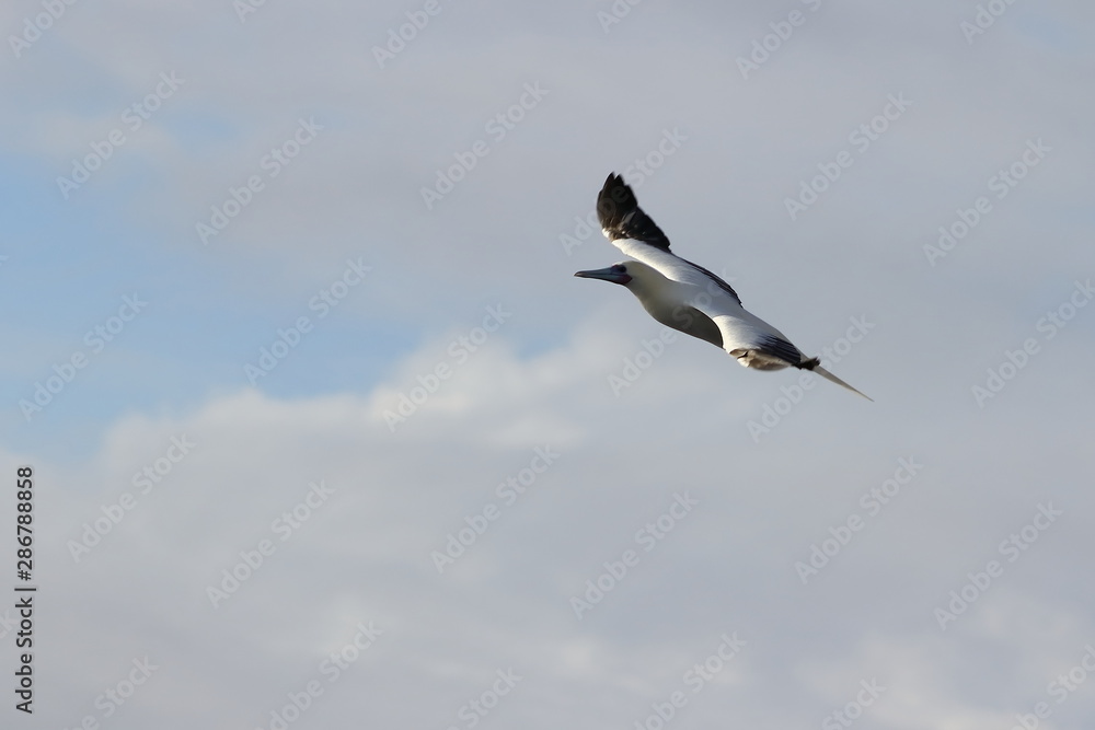 Red-footed Booby (Sula sula) bird flying on cloudy sky background. Marine bird in natural habitat. North Pacific ocean. Red-footed Booby (Sula sula) bird flying on cloudy sky background. Marine bird in natural habitat. North Pacific ocean.
