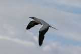 Red-footed Booby (Sula sula) bird flying on cloudy sky background. Marine bird in natural habitat. North Pacific ocean.