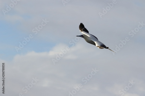 Red-footed Booby (Sula sula) bird flying on cloudy sky background. Marine bird in natural habitat. North Pacific ocean.