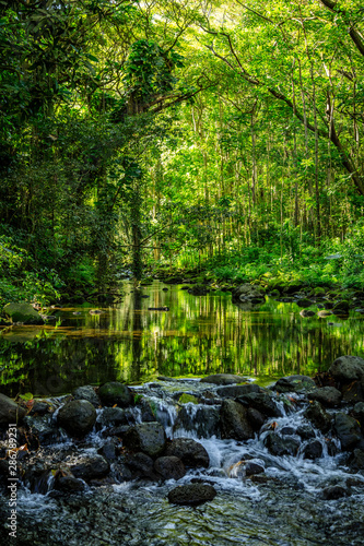 Vibrant green trees reflect in a flat creek in the Waipio Valley Hawaii