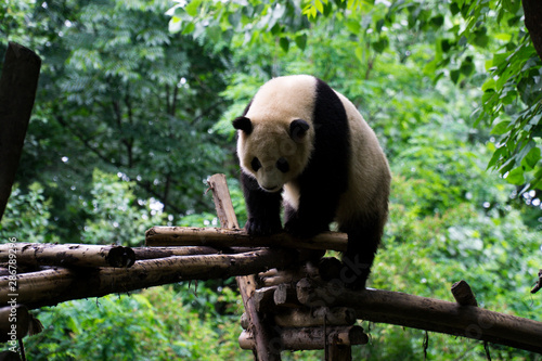 Cute and overly relax national treasure of China