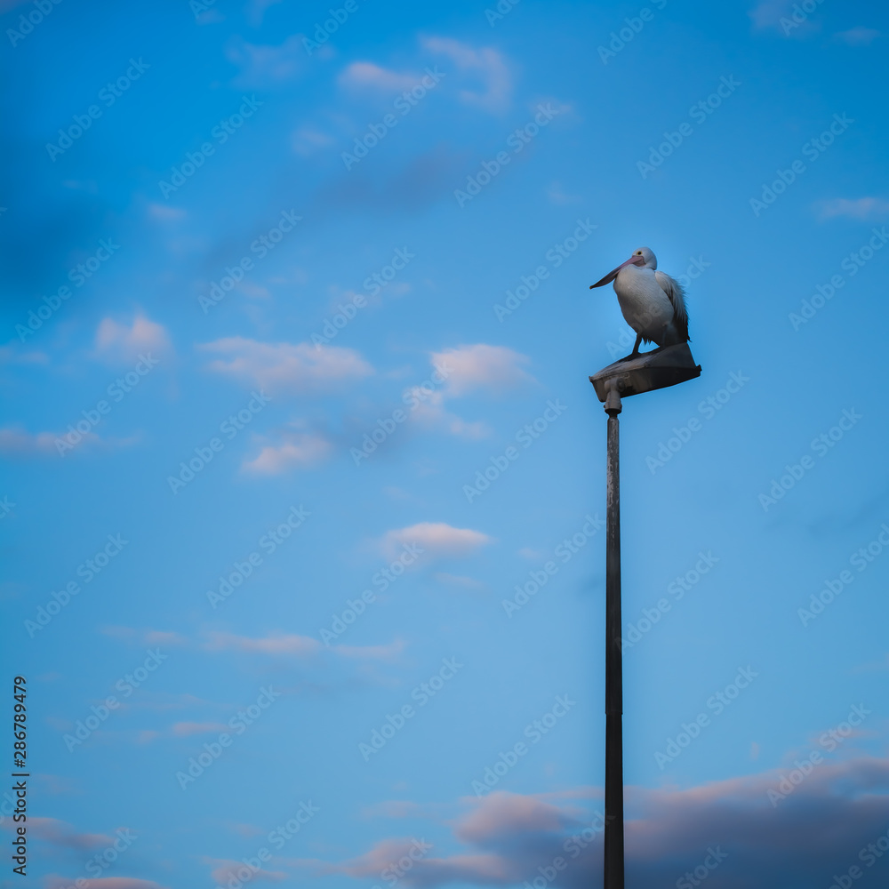 Pelican on a lightpost