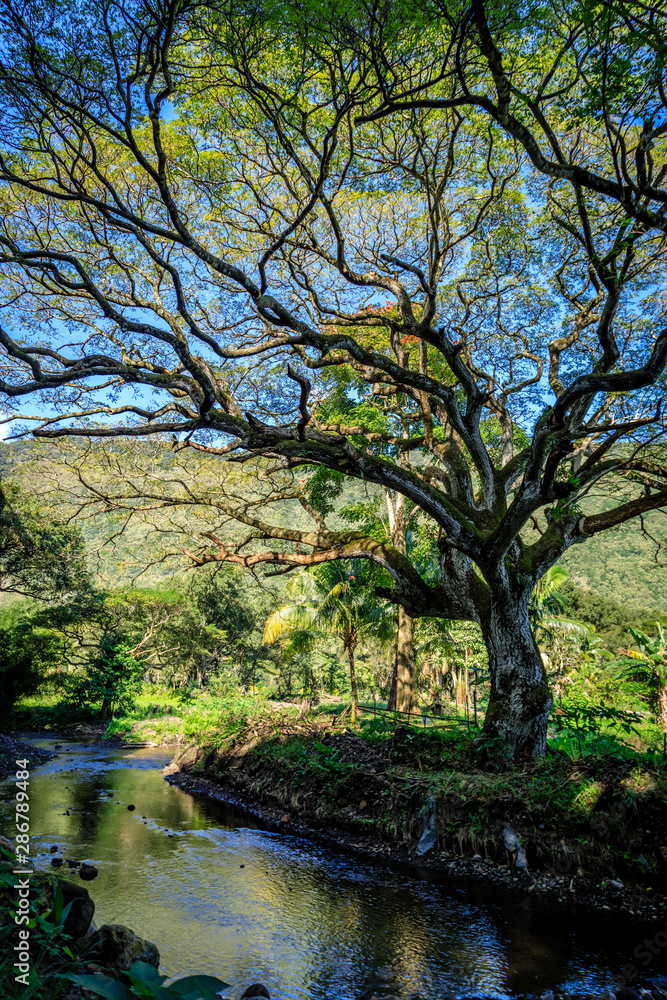 A large tree stands silhouetted next to a clean stream in the lower left corner in the Waipio valley Hawaii A large tree stands silhouetted next to a clean stream in the lower left corner in the Waipio valley Hawaii
