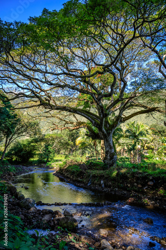 A large tree stands next to a clean stream reflecting blue sky in the Waipio valley Hawaii