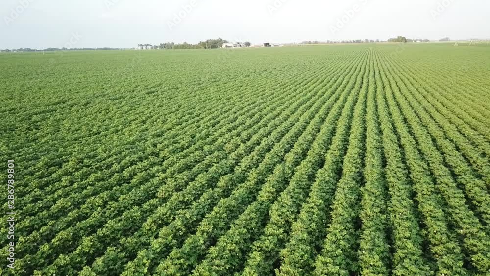 slow low flight over lush green cotton field. slow low flight over lush green cotton field.