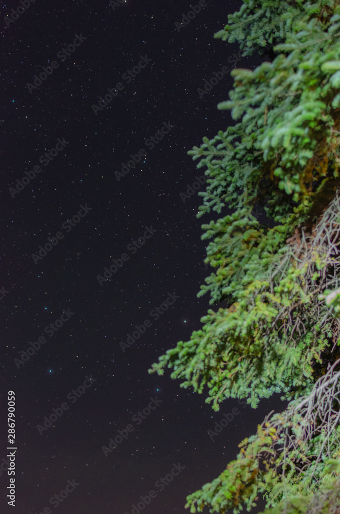 Fototapeta premium tree in the night