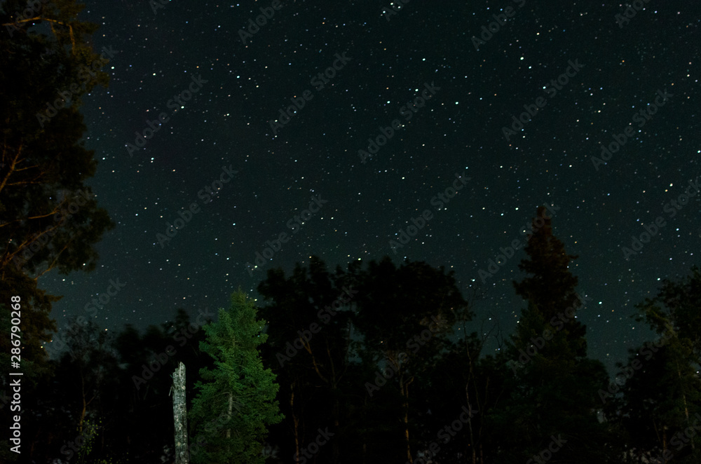 sky with stars and trees