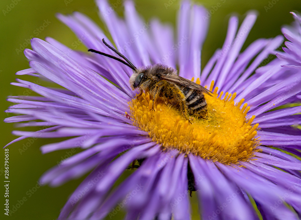 Bee resting on a purple flower, macro shot Bee resting on a purple flower, macro shot