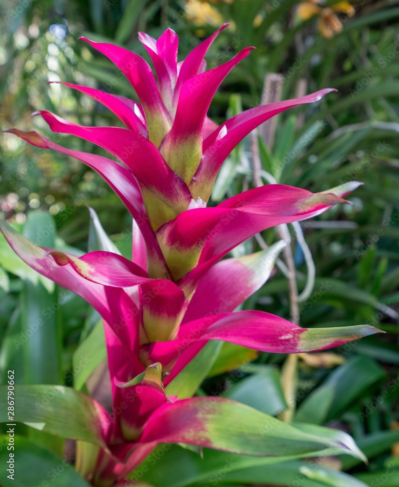 Amazing pink flower in tropical garden. Thailand