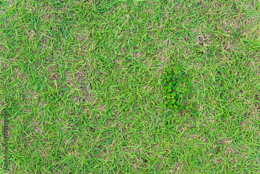 custom made wallpaper toronto digitalClose up image of growing green grass for background use