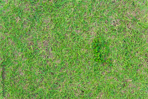 Wallpaper Mural Close up image of growing green grass for background use Torontodigital.ca