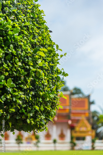 Wallpaper Mural Green bush image with blur image of temple in background Torontodigital.ca