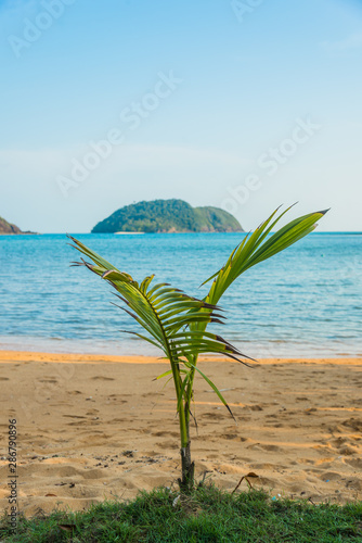 Wallpaper Mural Growing coconut tree near the beach with island in background Torontodigital.ca