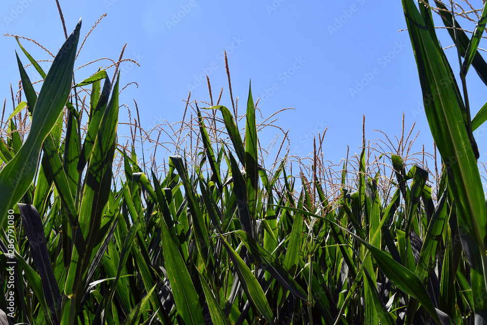 Fototapeta premium Corn flowers are blooming in corn fields