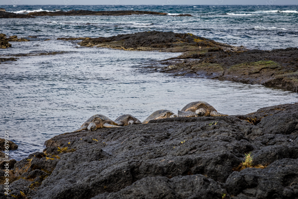 Four giant sea turtles sun themselves on dark rocks with rough ocean waves in the background near Richardson Ocean Park in Hawaii Four giant sea turtles sun themselves on dark rocks with rough ocean waves in the background near Richardson Ocean Park in Hawaii