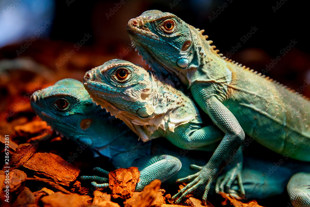 Obraz premium Iguana Iguana 5